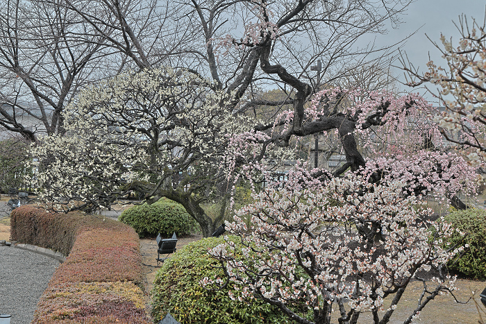 Toji2503157 Toji2503157