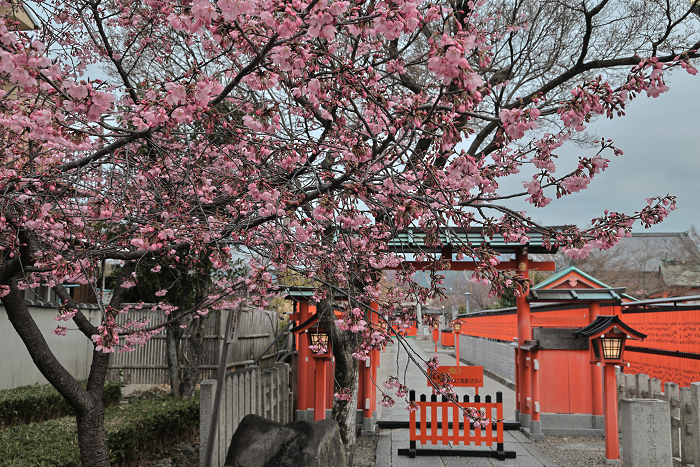 車折神社の南口では陽光桜が五分咲きになっていました。この後間もなく満開になったと思われます。