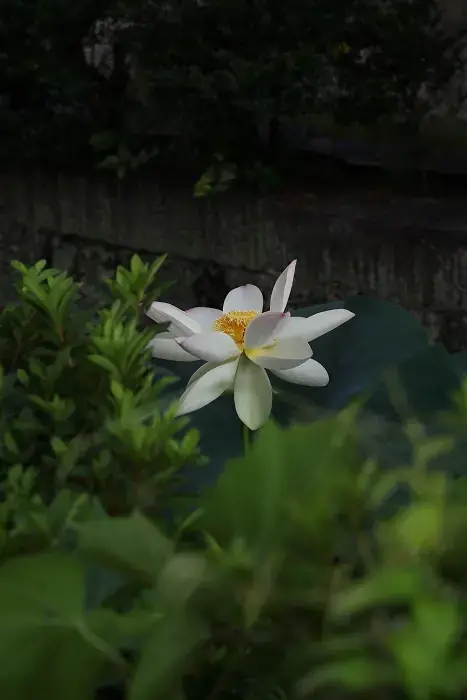 京都・洛中 蓮2026 ～東本願寺 7月9日～ - ねこづらどき