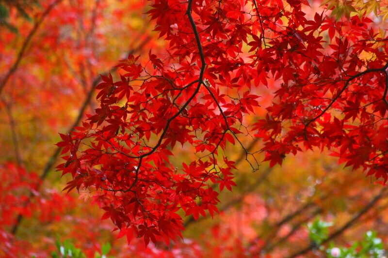 Raigouin0611252 Raigouin0611252