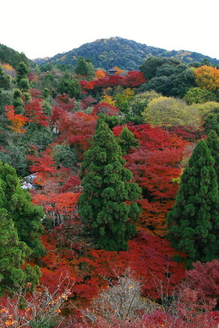 Kiyomizu0712086 Kiyomizu0712086