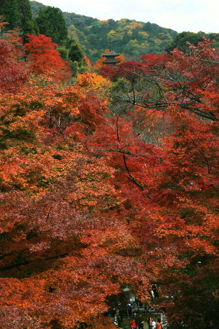 Kiyomizu0712088 Kiyomizu0712088