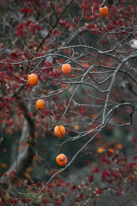 Sagano07121110 Sagano07121110