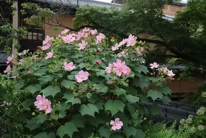 祗園白川の西の端で咲いている芙蓉。咲き始めたばかりで、つぼみが沢山ありました。