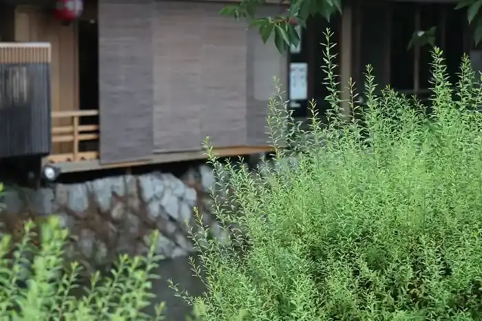 祗園白川の中程にある一群の緑。おそらくユキヤナギの夏の姿と思われます。