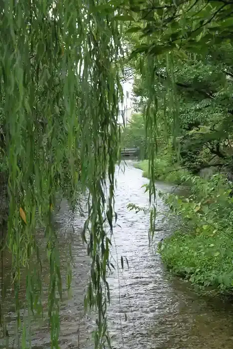 巽橋の上から白川下流側を見た景色です。枝垂れ柳が茂りやや鬱蒼とした雰囲気ですが、柳の緑が涼しげに見えなくもありません。