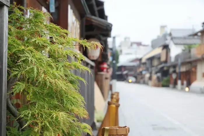 花見小路に緑はこくわずか。御茶屋の前に植えられたもみじ越しに見た花見小路です。