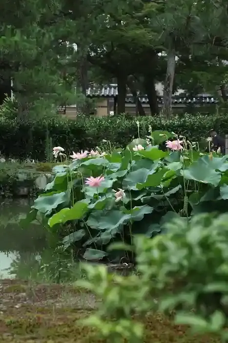 建仁寺の放生池で蓮が咲いていました。盛りは過ぎていましたが、まだ見られる状態でした。