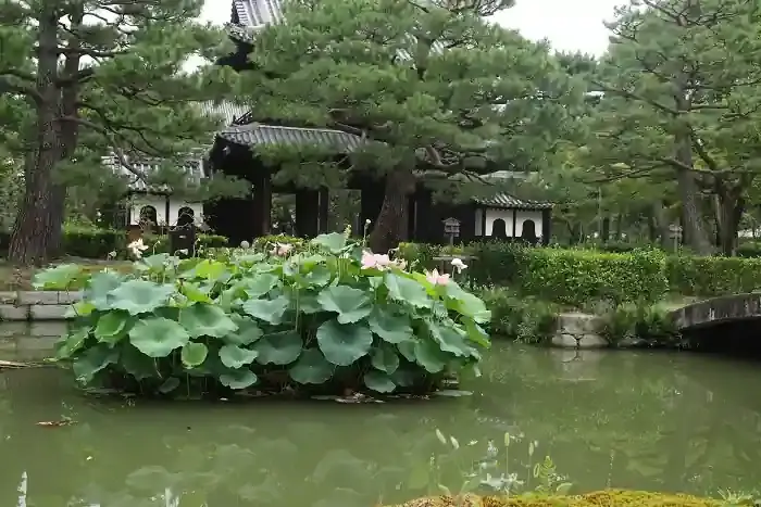 望闕楼を背景にした蓮です。花託が多く、少し来るのが遅かった様です