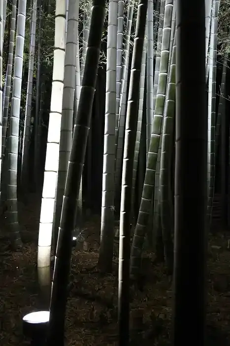 青蓮院門跡の裏山は粟田山。庭園の遊歩道の途中には竹林があります。