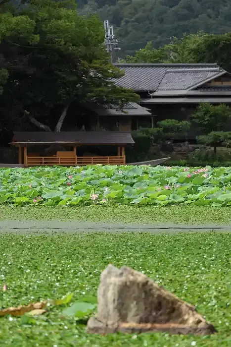 大沢池の蓮が見頃です。天神島前と菊ヶ島周辺で咲いています。写真は庭湖石。