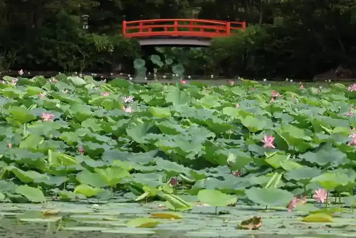 天神島に渡る為の赤い橋。対岸から蓮とのコラボにしてみました。