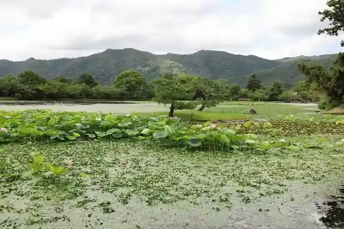 大沢池が庭池であることを示す菊ヶ島。その近くで蓮が咲いています。