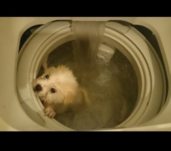 未だに日本はペットショップで犬や猫を売買する動物虐待大国だと思う ファミコン世代のおっさんブログ