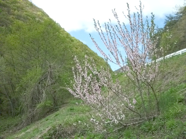 イメージ 1