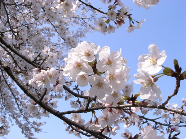 f:id:naom:20080404092534j:image