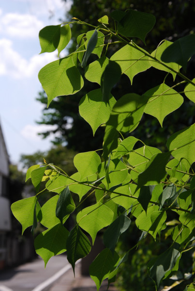 f:id:naom:20090906134429j:image