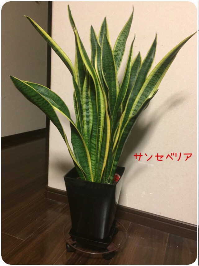 f:id:naomi-p:20190509213015j:plain f:id:naomi-p:20190509213015j:plain