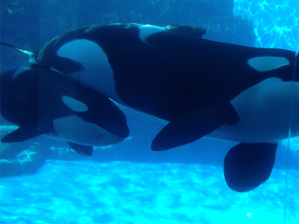 f:id:naomi1010:20181206204418j:image