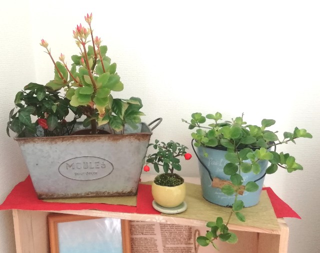 f:id:naomi1010:20200102092703j:image f:id:naomi1010:20200102092703j:image