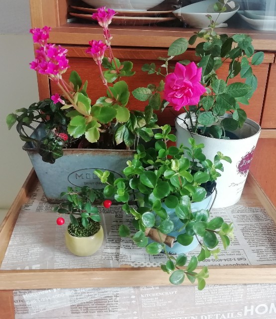 f:id:naomi1010:20200208093631j:image