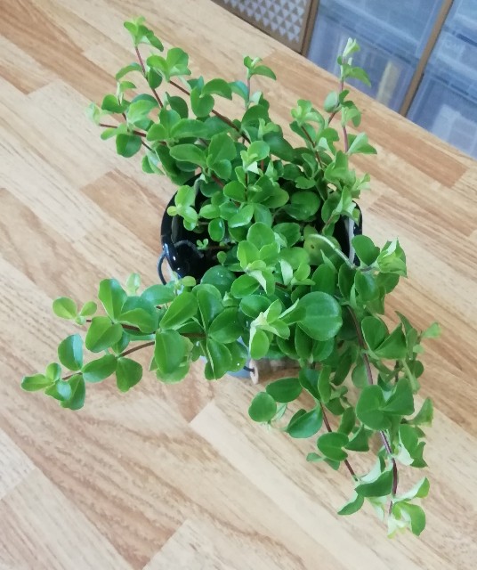 f:id:naomi1010:20200411094301j:image