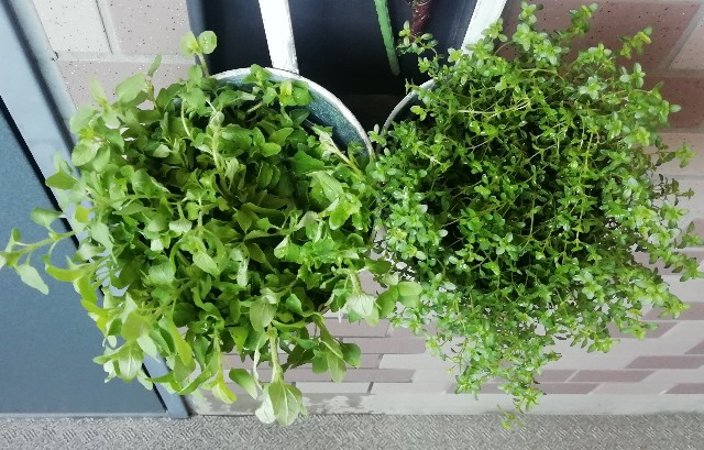 f:id:naomi1010:20200412085539j:image f:id:naomi1010:20200412085539j:image