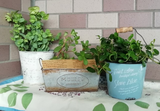 f:id:naomi1010:20200620093035j:image f:id:naomi1010:20200620093035j:image