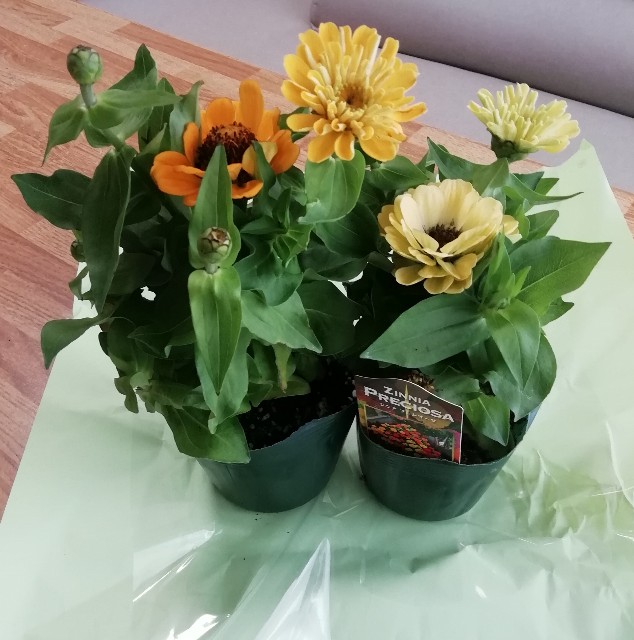 f:id:naomi1010:20210628074328j:image