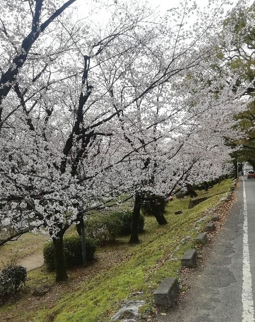 f:id:naomi1010:20220329122858j:image