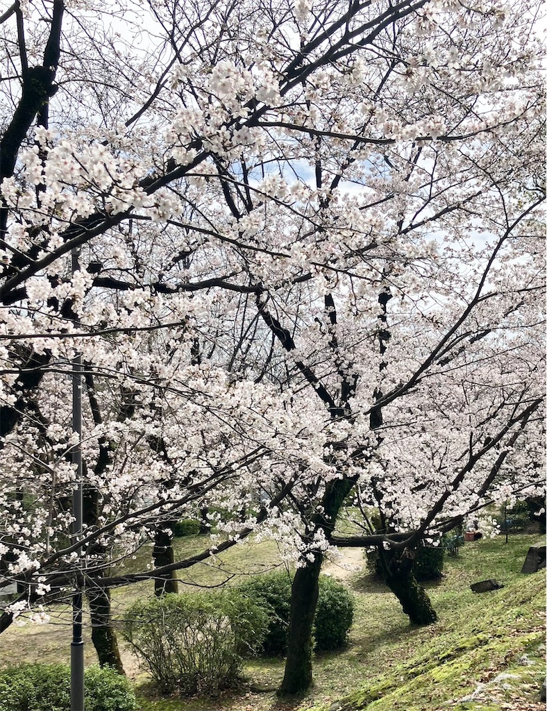 f:id:naomi1010:20230325131752j:image