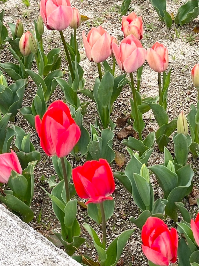 f:id:naomi1010:20240401075526j:image