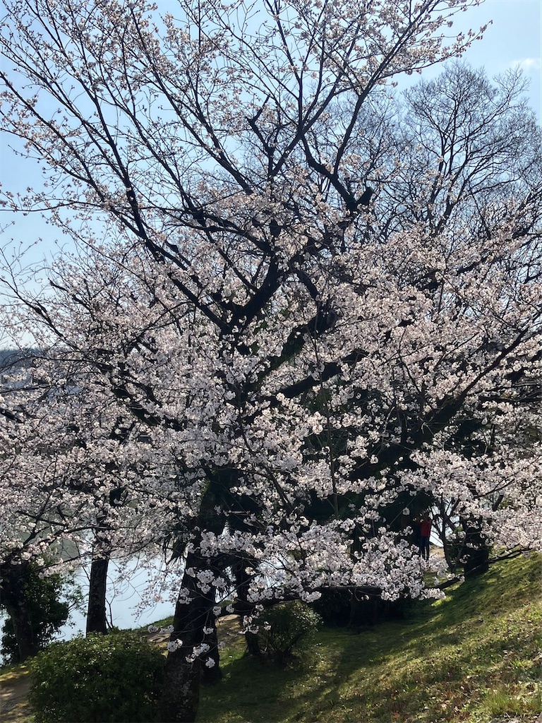f:id:naomi1010:20250405122259j:image