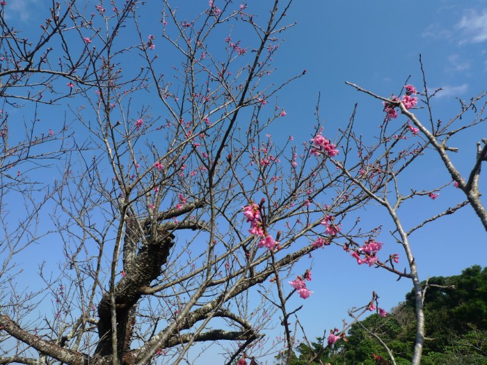 f:id:naomichee:20190211133822j:plain f:id:naomichee:20190211133822j:plain