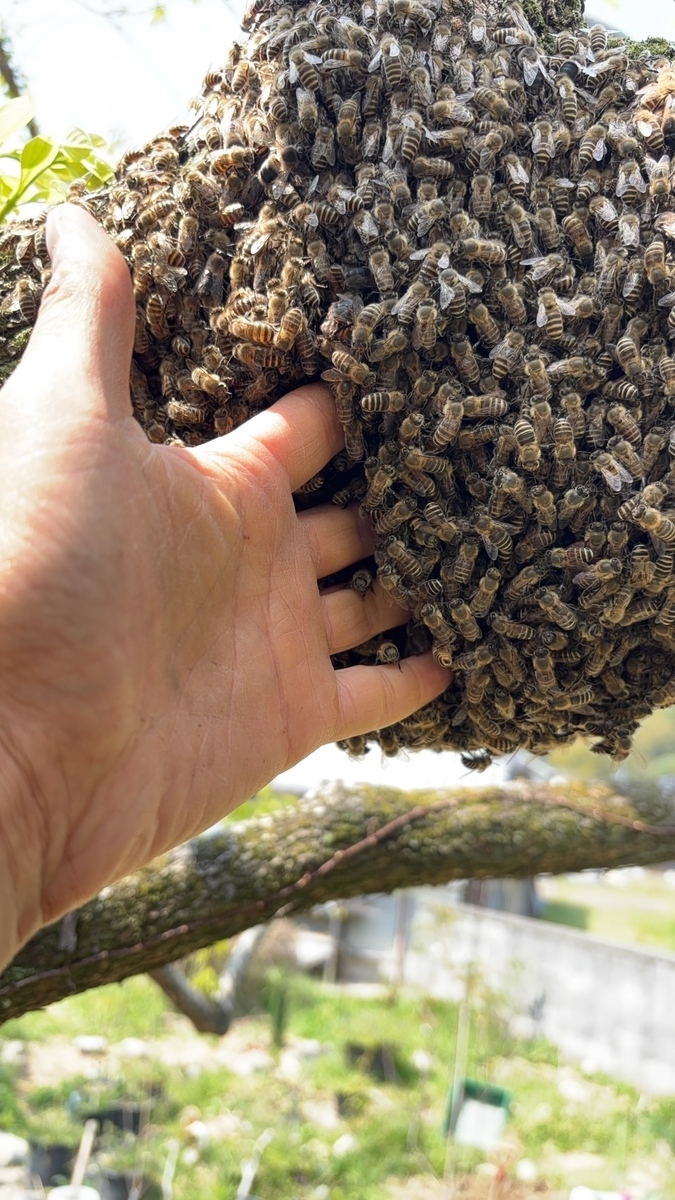 日本ミツバチ大家族が、巣箱ごと引っ越してきた！ - オルタナ