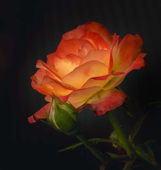f:id:naomong703723:20171229205542j:plain f:id:naomong703723:20171229205542j:plain