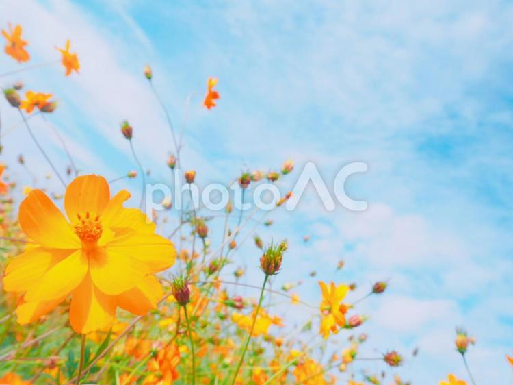 f:id:naoponTV:20211101211432p:plain