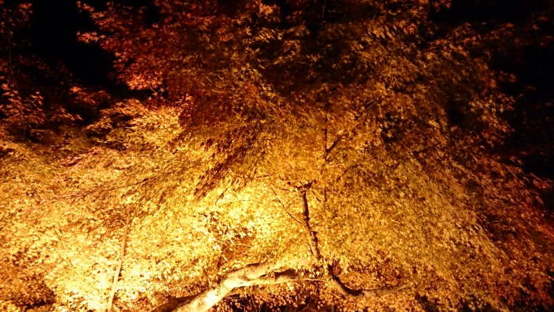 f:id:naorhythm:20131123190855j:plain f:id:naorhythm:20131123190855j:plain