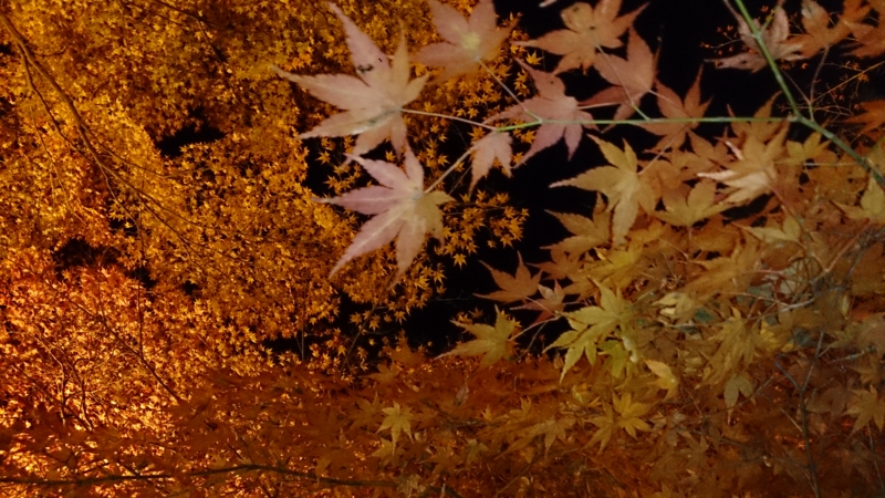 f:id:naorhythm:20131123194327j:plain f:id:naorhythm:20131123194327j:plain