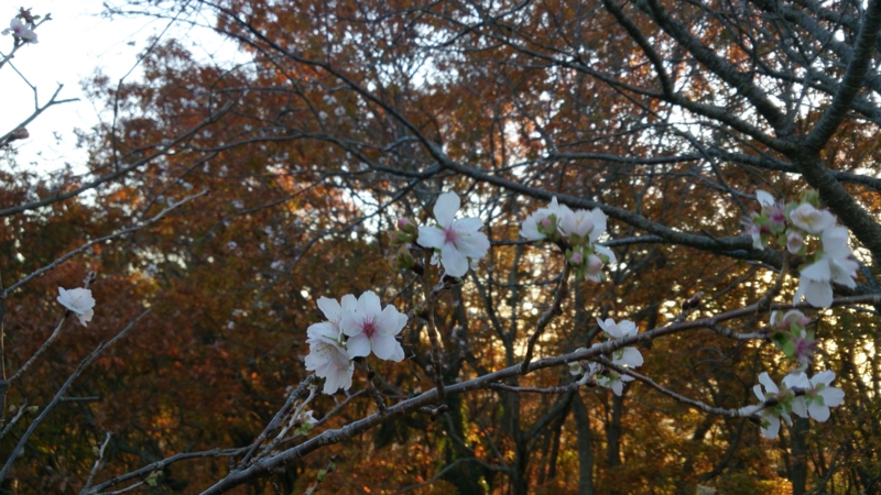 f:id:naorhythm:20131130154859j:plain f:id:naorhythm:20131130154859j:plain