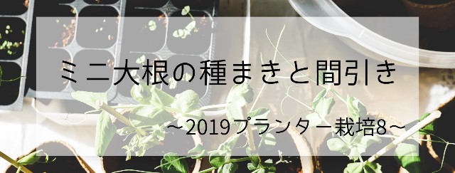 ミニ大根の種まきと間引き 19プランター栽培8 お洒落なカフェが苦手です
