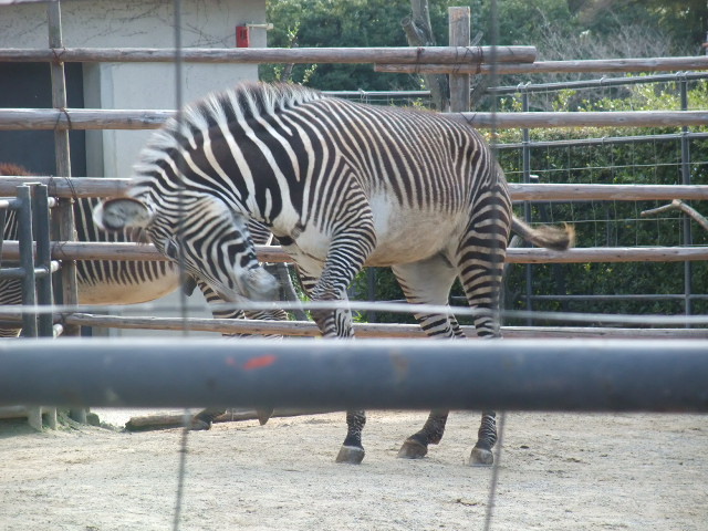 f:id:naosie:20110327154742j:image