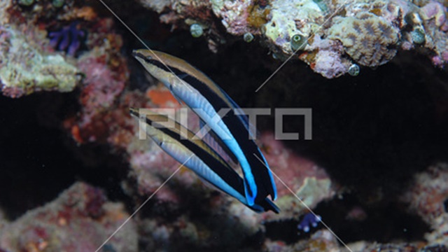 f:id:naosikiko:20180816224502j:plain f:id:naosikiko:20180816224502j:plain