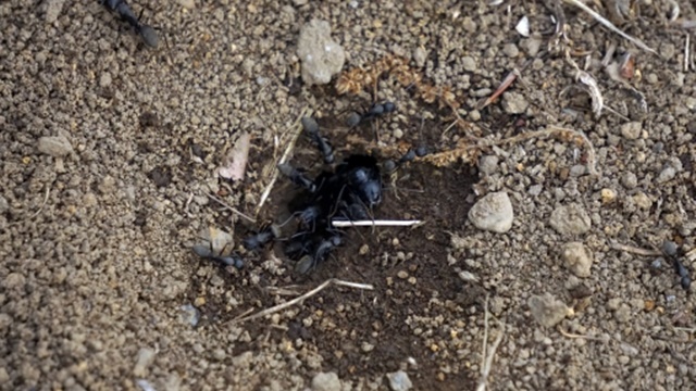 f:id:naosikiko:20181002215833j:plain