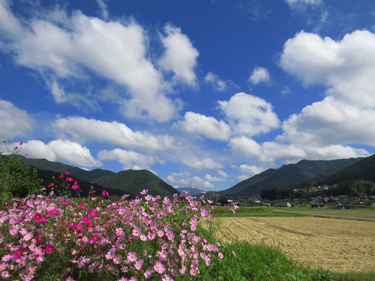 京都 大原の里の秋桜 光つかまえて 雫と海と季節のフォトブログ