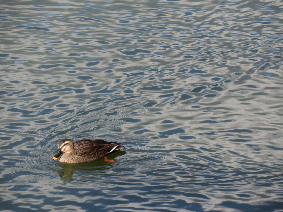 f:id:naosuke21036:20200112193125j:plain f:id:naosuke21036:20200112193125j:plain