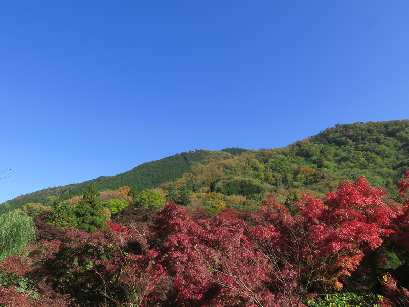 f:id:naosuke21036:20201122073912j:plain