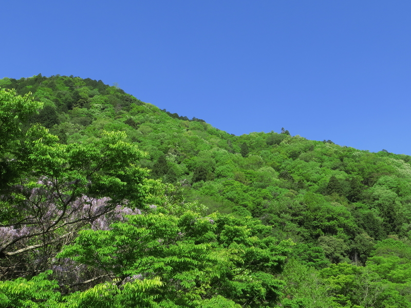 新緑の彩り豊かさを求めて～京都・八瀬より～ - 光つかまえて～雫と海