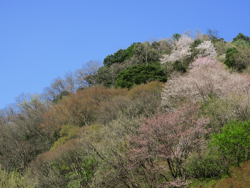 山桜から新緑へ、季節の移り行き～京都・八瀬にて～ - 光つかまえて