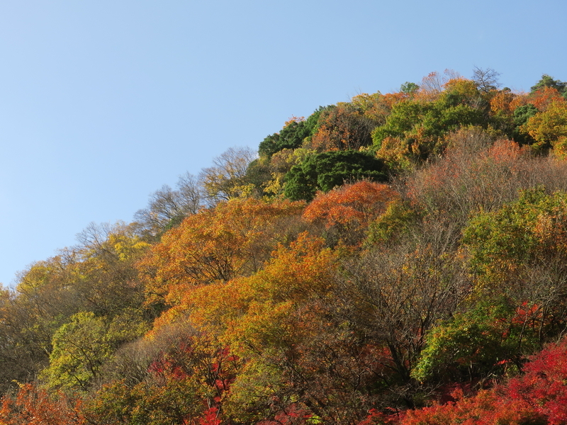山桜から新緑へ、季節の移り行き～京都・八瀬にて～ - 光つかまえて